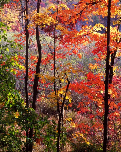 Foliage 1, Mahlon Dickerson Reservation, Morris County, NJ (MF).jpg